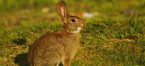 Large Rabbit Breeds: Remarkable Gentle Giants of the Pet World