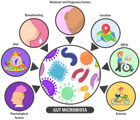 Exploring the Relationship between the Gut Microbiota and Ageing: A Possible Age Modulator