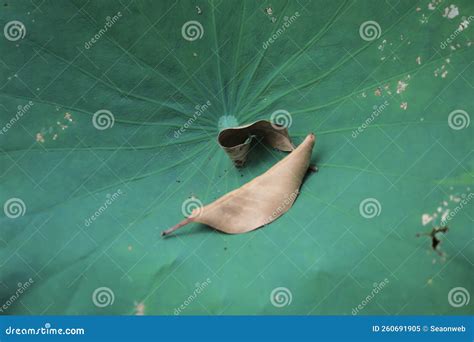 The Lotus Flower and Lotus Flower Plants Stock Image - Image of flower ...