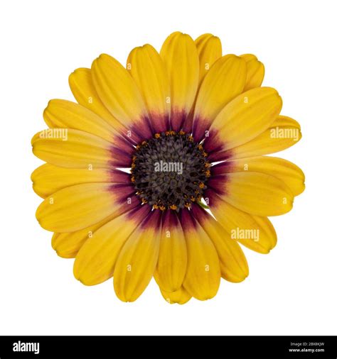Top view of yellow single Spanish Daisy flower, isolated on white ...