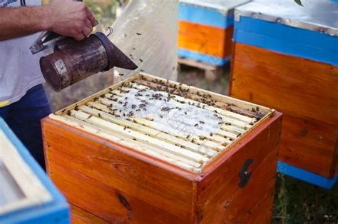 养蜂场蜂蜜生产高清摄影大图-千库网