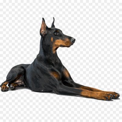 Doberman PNG Isolated Image - Pngsource
