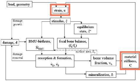 Bone Development Algorithm 的图像结果