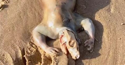 Alien Beach Creature 的图像结果
