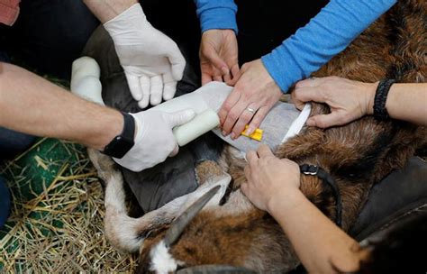 13 Pictures Of Animals With Amputation Who Got A Chance To Walk Once Again