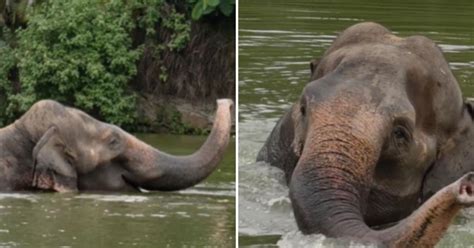 Maharashtra to file review plea in SC to bring back ailing elephant ...