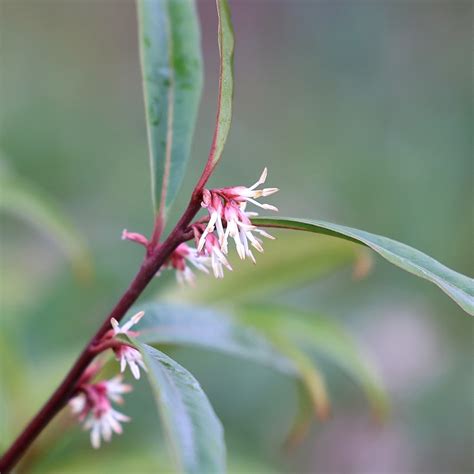 Buy sweet box Sarcococca hookeriana var. 'digyna': Delivery by Waitrose ...