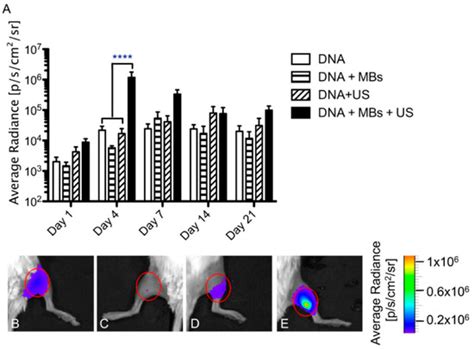 Bioengineering | Special Issue : Advances in Skeletal Muscle Tissue ...