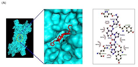 Uncovering a Hub Signaling Pathway of Antimicrobial-Antifungal ...