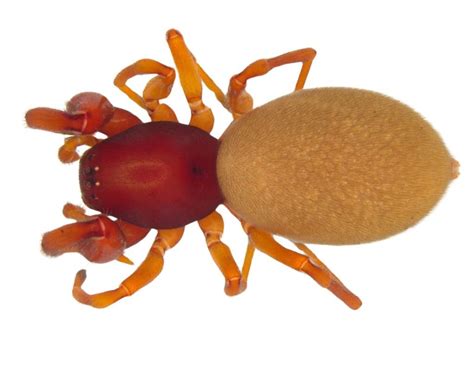 A Spider named after Wangala festival of Meghalaya - UPSC