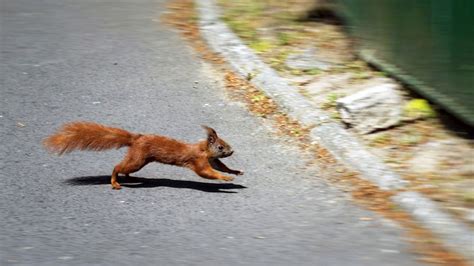 Image result for Girls Running Over Squirrels with Their Cars