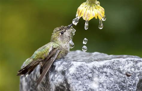 Wallpaper water, drops, flowers, nature, stones, bird, Hummingbird for ...