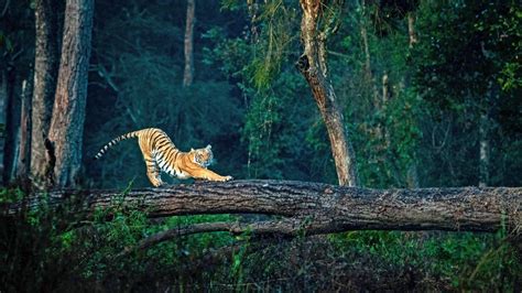 Jim Corbett National Park : A Story In Pictures