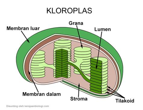 Klasifikasi Makhluk Hidup (Sistematika Organisme - Kingdom)