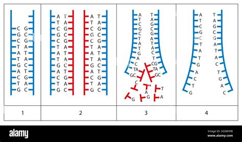 Semi Conservative DNA Replication Model Project 的图像结果