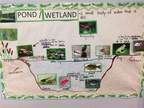 How To Create A Pond Ecosystem at Janet Cantrell blog