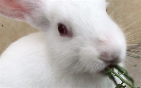 一只24小时就知道吃的兔子，看看主人给它取的名字_哔哩哔哩 (゜-゜)つロ 干杯~-bilibili