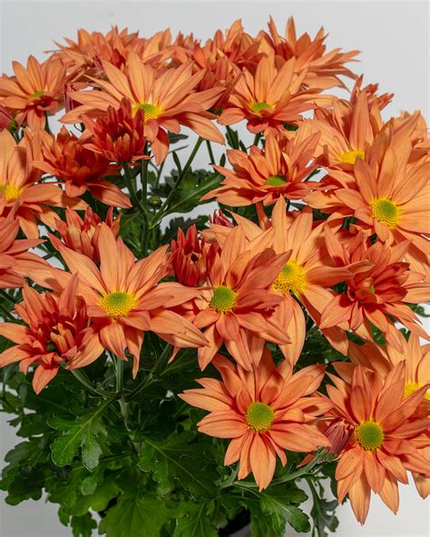 Orange Chrysanthemum Plant For Sale Including Care Guide
