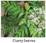 curry_leaves.jpg | Dairy Knowledge Portal
