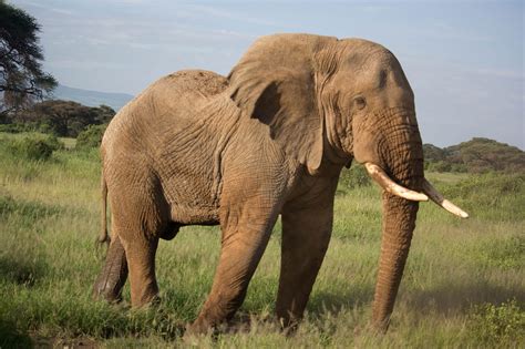 Image result for Elephant Toothpasste Exploding