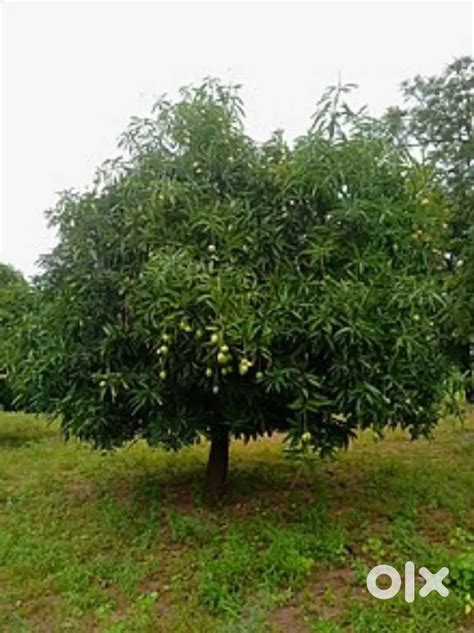 Agriculture lands - Lands & Plots in GOKAVARAM, Rajahmundry - 1822516042