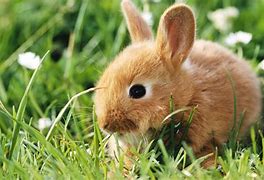 Image result for Fall Cute Bunny White