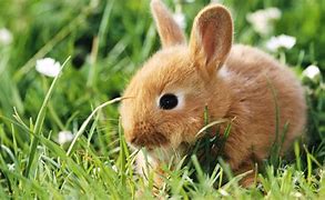 Image result for Bunny and Chick