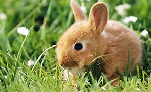 Image result for Mimi Bunny