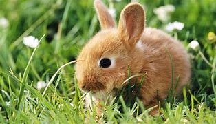 Image result for Knitted Square Bunny