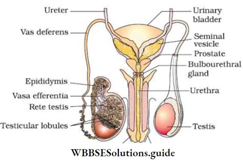 Image result for Class 12 Ka Biology Human Reproduction
