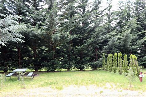 Tent Campground Mt St Helens | Lone Fir Resort | Book Online