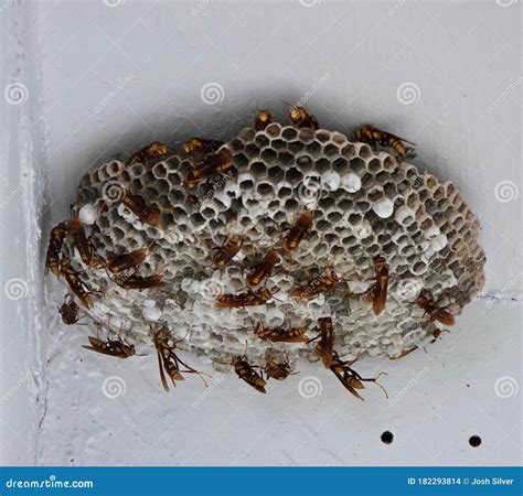 Large wasp nest stock photo. Image of insect, wasp, flying - 182293814
