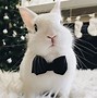 Image result for All White Baby Bunnies