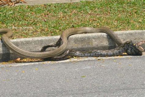 Image result for Konigskobra vs Python