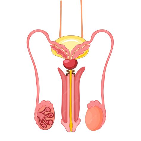 Male Reproductive System Animation 的图像结果
