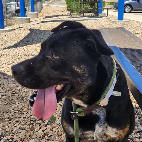 Melody – Grand Rivers Humane Society