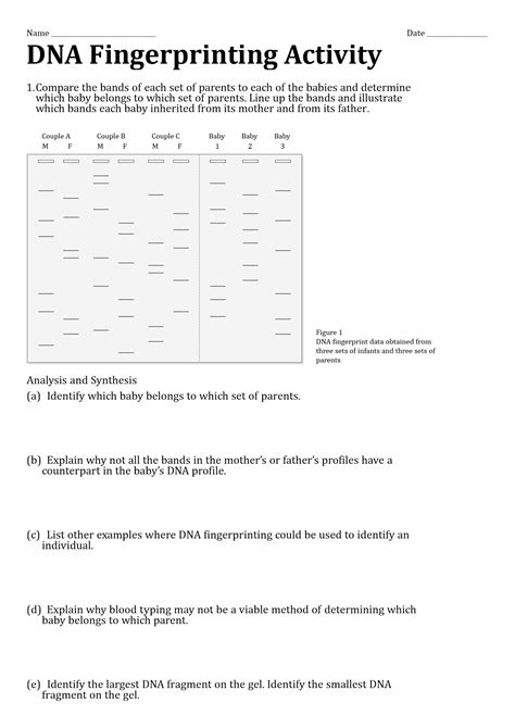 Image result for DNA Fingerprinting Worksheet Back Answer Key