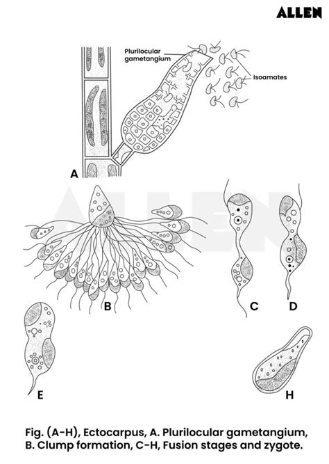 Ectocarpus: Classification, Habitat, Reproduction and Life Cycle