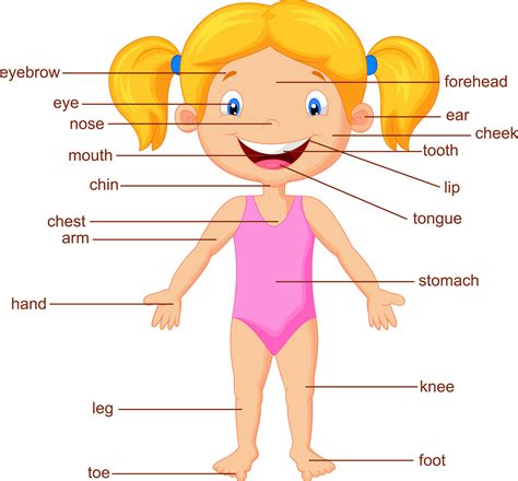 Partes del cuerpo ingles niñ - Imagenes Educativas