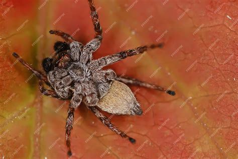 Premium Photo | Spider jumper macro, arachnophobia, beautiful jumping ...