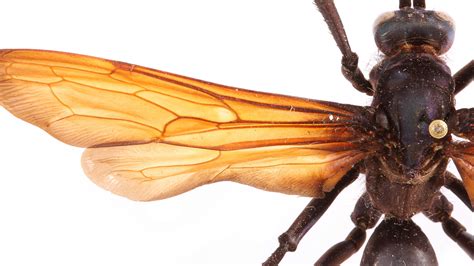 The Sting of the Tarantula Hawk: Instantaneous, Excruciating Pain