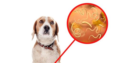 How To Get Rid Of Tapeworms In Backyard at Gloria Davies blog