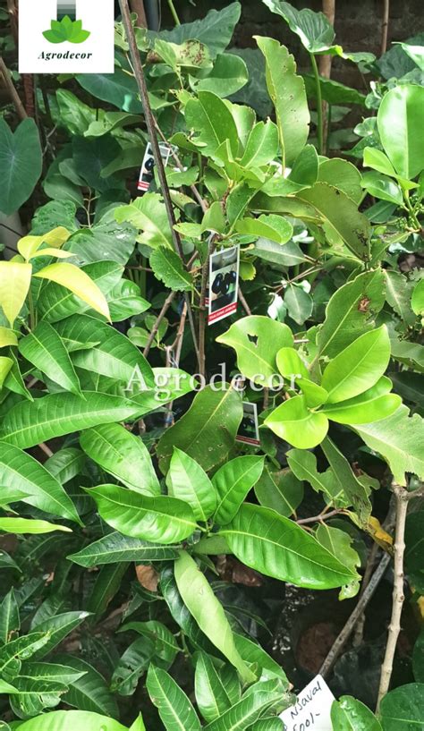 Mannuthy Thrissur Online Plants – Agrodecor