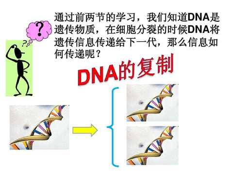 为什么 DNA 在复制过程中不会产生水？ - 知乎