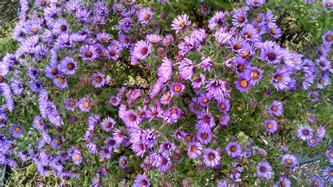 Aster novae-angliae – New England Aster (per oz) | Michigan Wildflower Farm