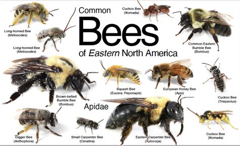 Types Of Ground Bees