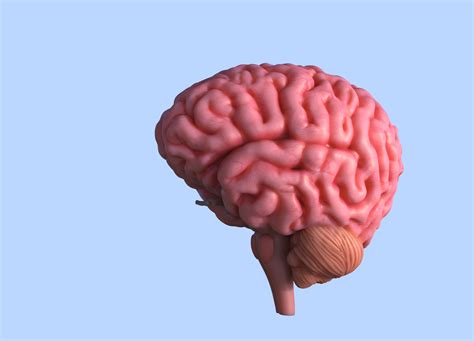 Image result for Brain Machine Learning Vector