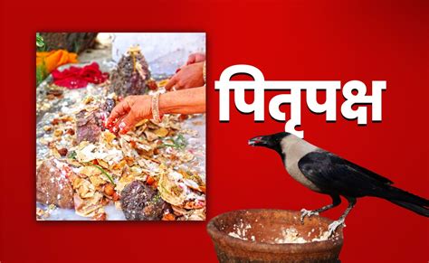 Pitra Paksha 2025: कौवे के बगैर क्यों अधूरा माना जाता है श्राद्ध, जानें ...