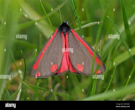 red & black iridescent warning colours of the diurnal arctiid Cinnabar ...