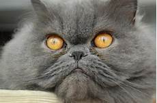 gatto persiani immagini gatto persiano grigio gatto persiani immagini gatto persiano grigio